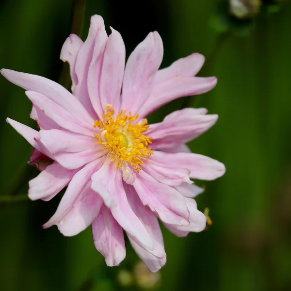 英雄联盟下注棋牌游戏